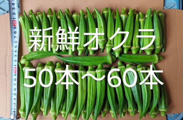 採れたて新鮮! オクラ 50本〜60本 箱込み700g以上