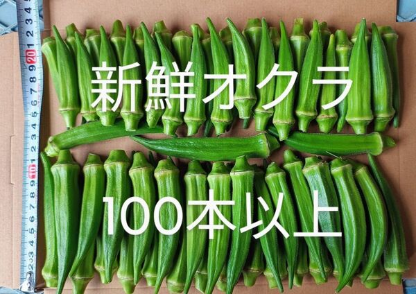 採れたて新鮮! オクラ 100本以上