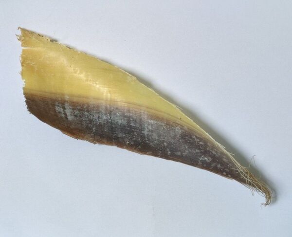 鯨鬚 くじらひげ クジラヒゲ くじらのヒゲ 天然物 現状渡し ハンドメイド ハンドクラフト 素材 材料 民芸品 コレクション 剥製