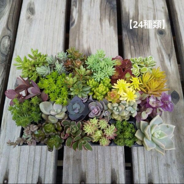 多肉植物 カット苗 24種類 詰め合わせ 寄せ植えセット