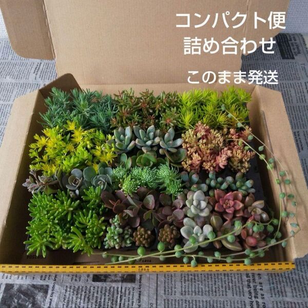 多肉植物 カット苗 コンパクト便 詰め合わせ 寄せ植えセット ルビネ付き【このまま発送】