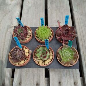 多肉植物 センペルビウム 根付き 小苗 6種類セット 名札付き