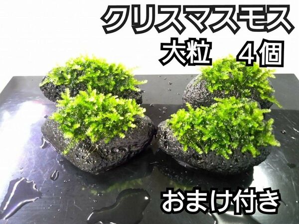 クリスマスモス 黒溶岩石4個(大粒) おまけ付き アクアリウム レイアウト ヌマエビ めだか ろ材