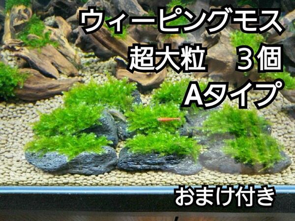 ADA ウィーピングモス 黒溶岩石3個(超大粒A) おまけ付き アクアリウム レイアウト 水草 ヌマエビ めだか 苔 ろ材 餌