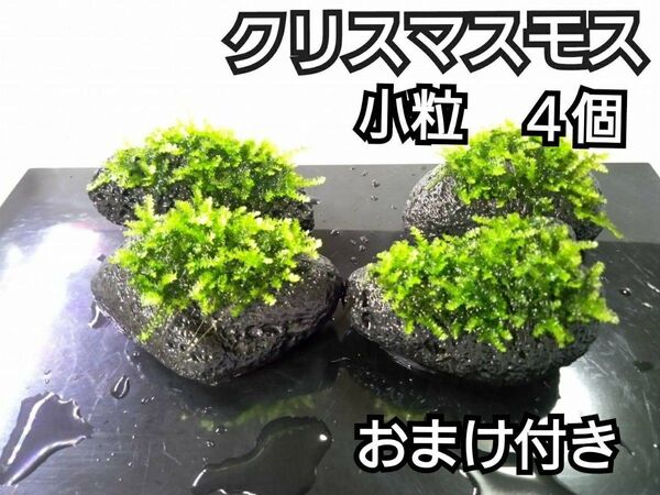 クリスマスモス 黒溶岩石4個(小粒) おまけ付き アクアリウム レイアウト ヌマエビ めだか ろ材