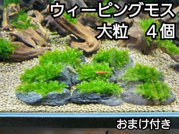 ADA ウィーピングモス 黒溶岩石4個(大粒) おまけ付き アクアリウム レイアウト 水草 ヌマエビ めだか 苔 ろ材 餌