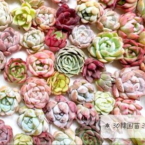 詰S30-16【カラフルかわいい】韓国苗エケベリアカット苗Sサイズ計30個