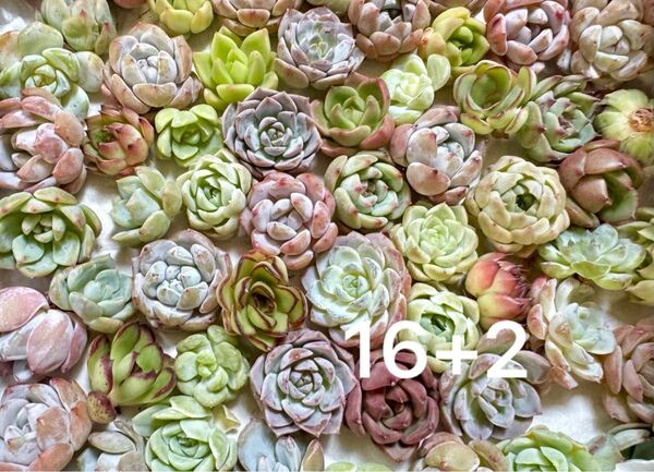 詰S16-5/小さめ韓国苗エケベリアカット苗計16個+2個