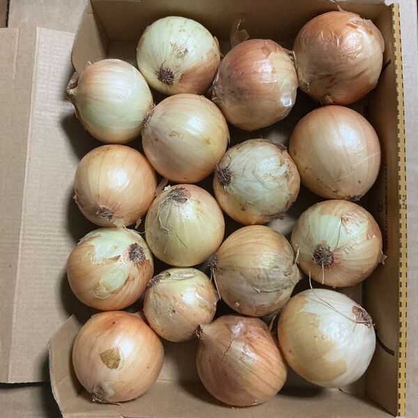 美味しい玉ねぎ食べ切りサイズ!訳あり玉ねぎ