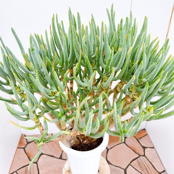 現品 アロエ ラモシシマ 根上がり 幹上がり 多肉植物 レア 観葉植物 ドライガーデン インテリアグリーン 珍しい