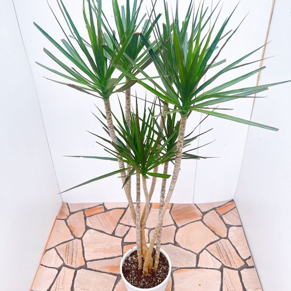 現品 ドラセナ コンシンネ 斑入り 曲がり 観葉植物 インテリアグリーン プラコッタ鉢 受け皿付き