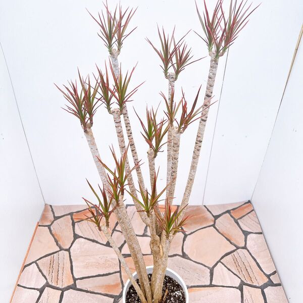 現品 ドラセナ コンシンネ レインボー 観葉植物 インテリアグリーン 室内 大型