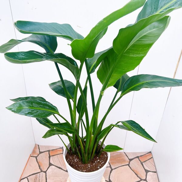 現品 ストレチア ストレリチア オーガスタ 48番 観葉植物 室内 インテリアグリーン 室内