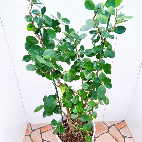 現品 ガジュマル パンダガジュマル 51番 希少 インテリアグリーン かわいい 観葉植物 丸葉 珍しい