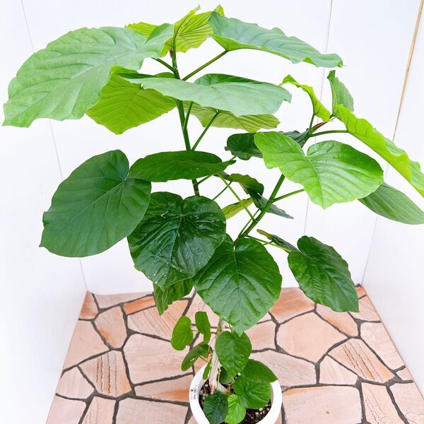 現品 フィカス ゴムの木 ウンベラータ 27番 フィカスウンベラータ 人気 観葉植物 インテリアグリーン ドライガーデン