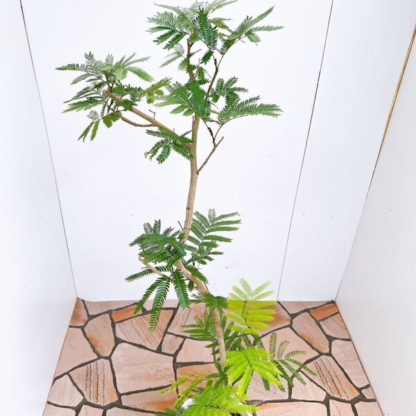 現品 エムの木 エバーフレッシュ 6番 曲がり 特大 室内 インテリアグリーン ドライガーデン 観葉植物 インテリア