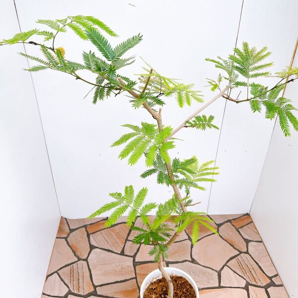 現品 エムの木 エバーフレッシュ 5番 曲がり 特大 室内 インテリアグリーン ドライガーデン 観葉植物 インテリア