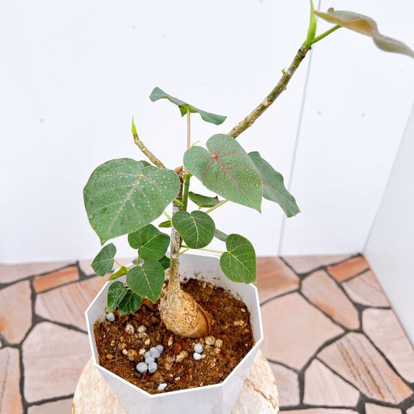 現品 フィカス ゴムの木 ペティオラリス 3番 フィカスペティオラリス 観葉植物 インテリアグリーン ドライガーデン 希少