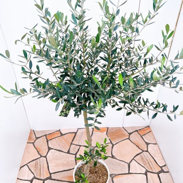 現品 創樹 souju オリーブの木 オリーブ ルッカ 観葉植物 野外 希少 インテリアグリーン ドライガーデン 植木 果樹