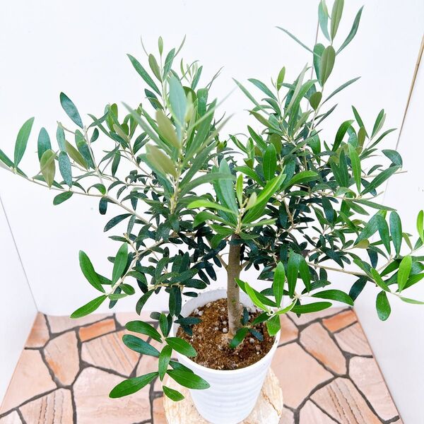 現品 創樹 オリーブの木 オリーブ ネバディロブランコ 21番 観葉植物 野外 希少 インテリアグリーン ドライガーデン 果樹