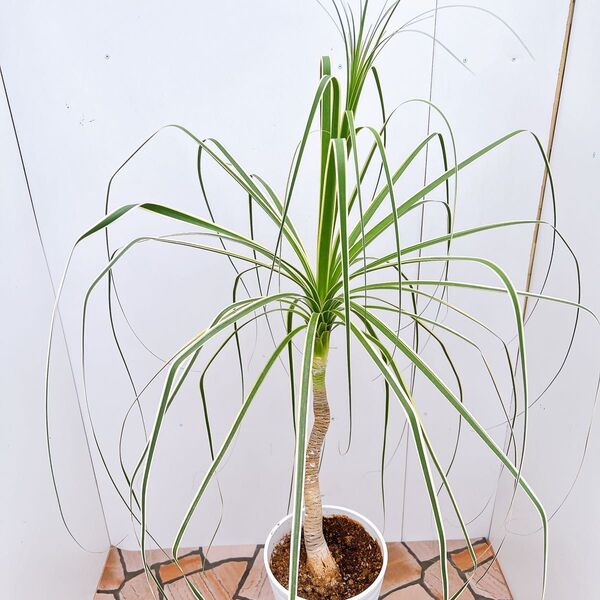 現品 トックリラン ノリナ 斑入り 26番 トックリラン斑入り 観葉植物 ドライガーデン 希少 インテリアグリーン 地植え 野外