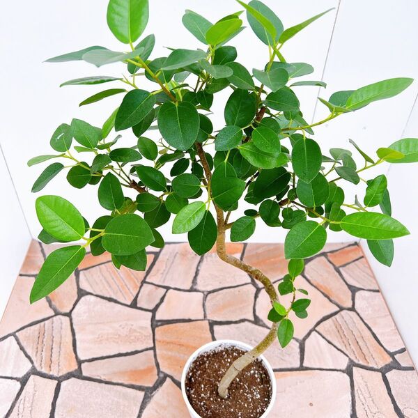 現品 フィカス フランスゴムの木 フランスゴム 曲がり 3番 観葉植物 インテリアグリーン ドライガーデン 室内