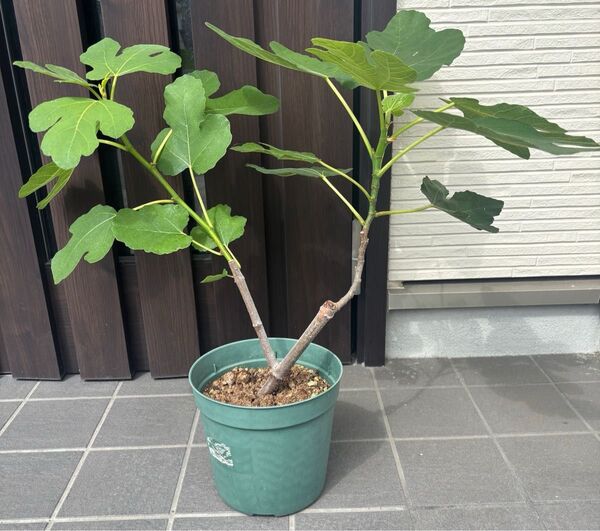 イチジク 苗木