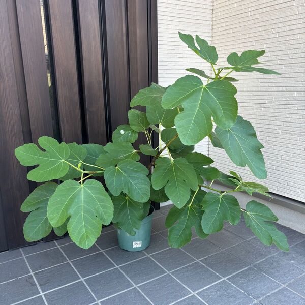 イチジク 苗木 ロードス3年生