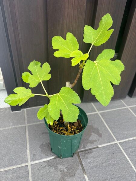 イチジク 苗木