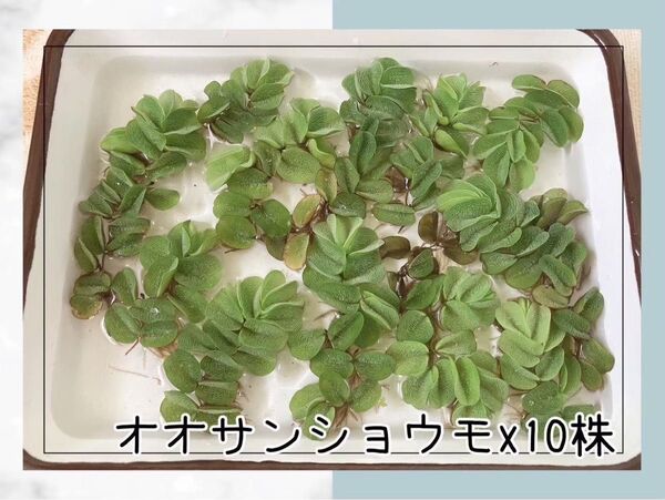 【 10株 】オオサンショウモ 水草 浮草