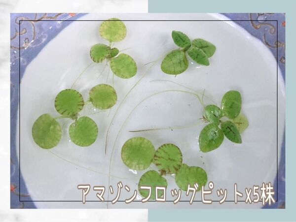 【 5株 】アマゾンフロッグピット 水草 浮草