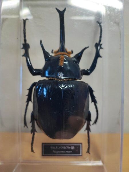 マルス ゾウカブト デアゴスティーニ 世界の昆虫 等身大 標本 フィギュア ディアゴスティーニ カブトムシ