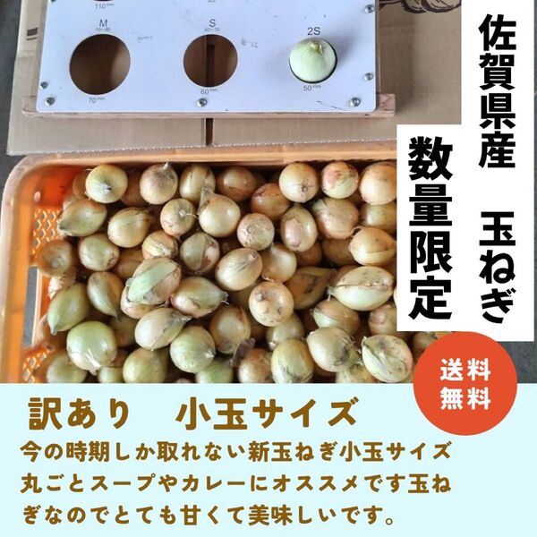 佐賀県 玉ねぎ 5キロ 訳あり 小玉サイズ 送料込み 農家直送