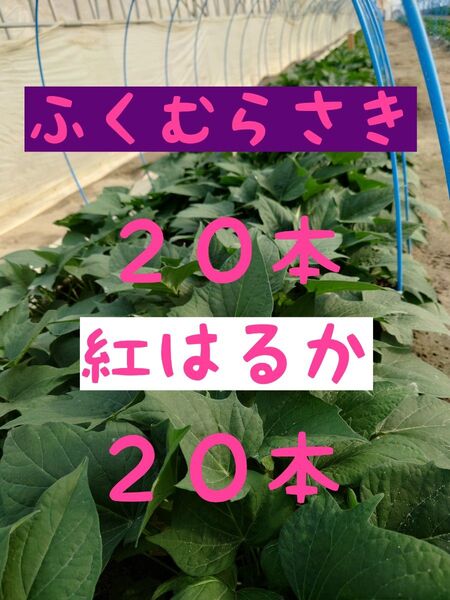 さつまいも苗【紅はるか20本 ふくむらさき20本】【ウイルスフリーきり苗】
