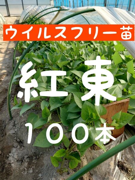 さつまいも苗【紅東100本】【ウイルスフリー切り苗】