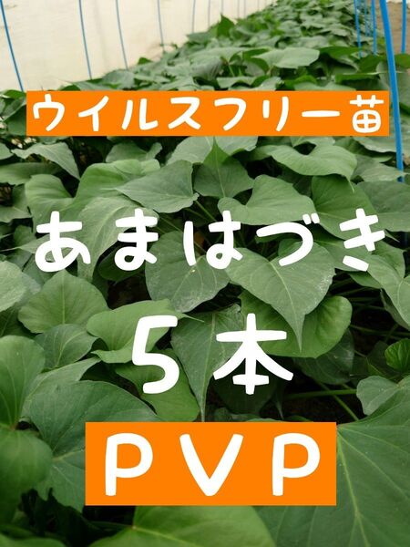 さつまいも苗【あまはづき5本】【ウイルスフリー切り苗】