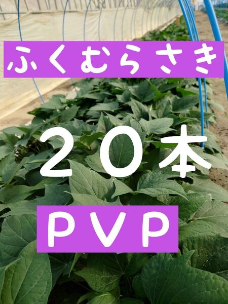さつまいも苗【ふくむらさき20本】【紫芋】【ウイルスフリー切り苗】