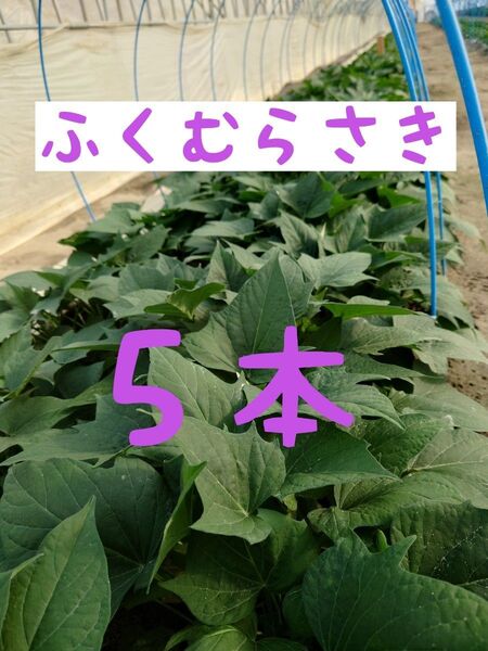 さつまいも苗【ふくむらさき5本】【紫芋】【ウイルスフリー切り苗】