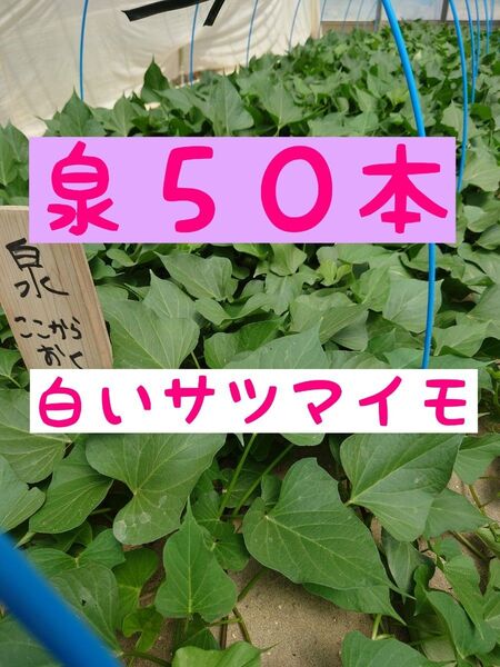 さつまいも苗【泉50本】【ウイルスフリー切り苗】