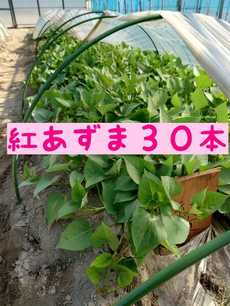 さつまいも苗【紅東30本】今欲しい方のみ【ウイルスフリー切り苗】