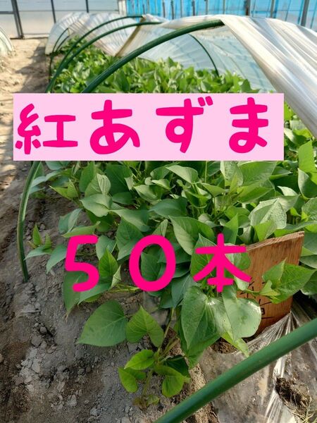 さつまいも苗【紅東50本】今欲しい方のみ【ウイルスフリー切り苗】