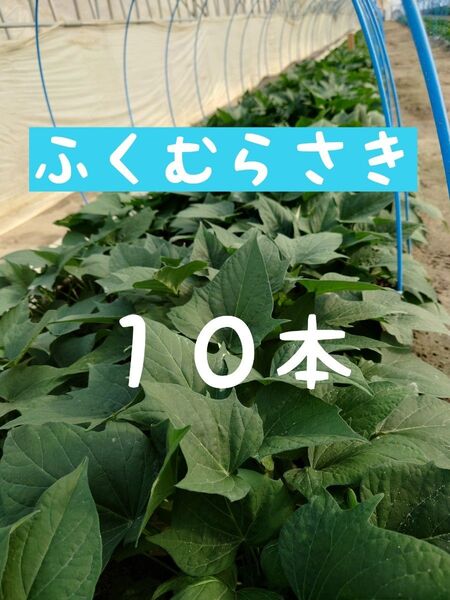さつまいも苗【ふくむらさき10本】【紫芋】【ウイルスフリー切り苗】