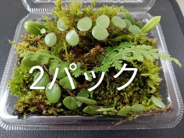78.天然苔 テラリウム テラリウム用 マメヅタ ユキノシタ 苔玉 観葉植物 インテリア スナゴケ 盆栽 ガーデニング 山苔
