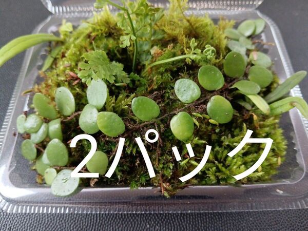 80.天然苔 テラリウム テラリウム用 マメヅタ ユキノシタ 苔玉 観葉植物 インテリア スナゴケ 盆栽 ガーデニング 山苔