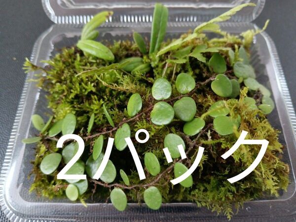 81.天然苔 テラリウム テラリウム用 マメヅタ ユキノシタ 苔玉 観葉植物 インテリア スナゴケ 盆栽 ガーデニング 山苔