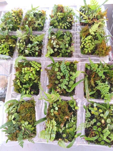 天然苔 テラリウム テラリウム用 マメヅタ ユキノシタ 苔玉 観葉植物 インテリア スナゴケ 盆栽 ガーデニング 山苔