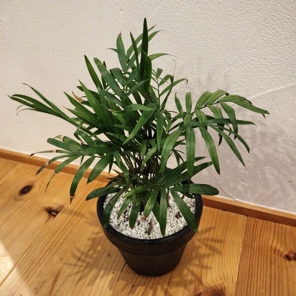 おしゃれなテーブルヤシ 観葉植物 インテリアに◎