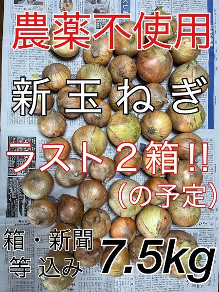 農薬不使用 玉ねぎ タマネギ たまねぎ 新タマネギ 新玉ねぎ 新たまねぎ 野菜 野菜詰め合わせ オニオン