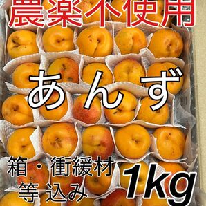 農薬不使用 あんず 杏子 アンズ 杏 アプリコット フルーツ 果物 くだもの