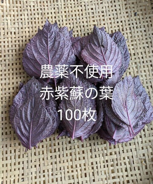 農薬不使用赤紫蘇の葉100枚